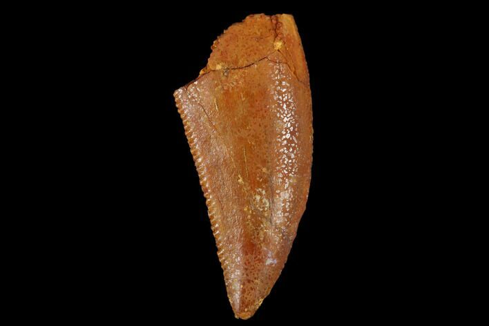 Serrated, Raptor Tooth - Real Dinosaur Tooth #173523